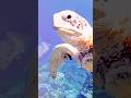 Amazing Underwater Life You Must See 🐠✨ #viral#UnderwaterWorld #OceanLife #DeepSea #Shorts #aquarium