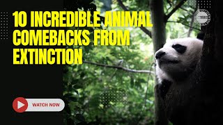 Resilient Wildlife: 10 Incredible Animal Comebacks from Extinction by UniqueFact 101 views 1 month ago 6 minutes, 17 seconds