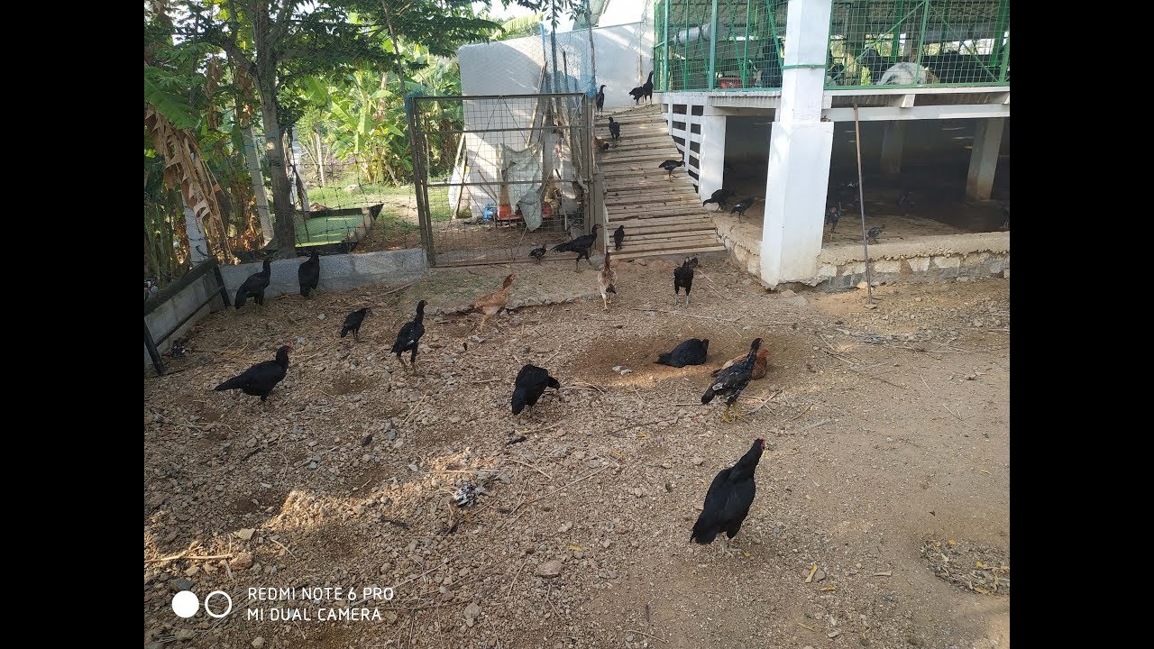 4.நாட்டு கோழி வளர்ப்பு நிலைத்த பண்ணையம் Dr.குடும்பம் / Sustainable Farming Nattu Kozhi part 4