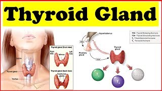 Thyroid || Thyroid gland || Thyroid gland hormones || hyperthyroidism treatment