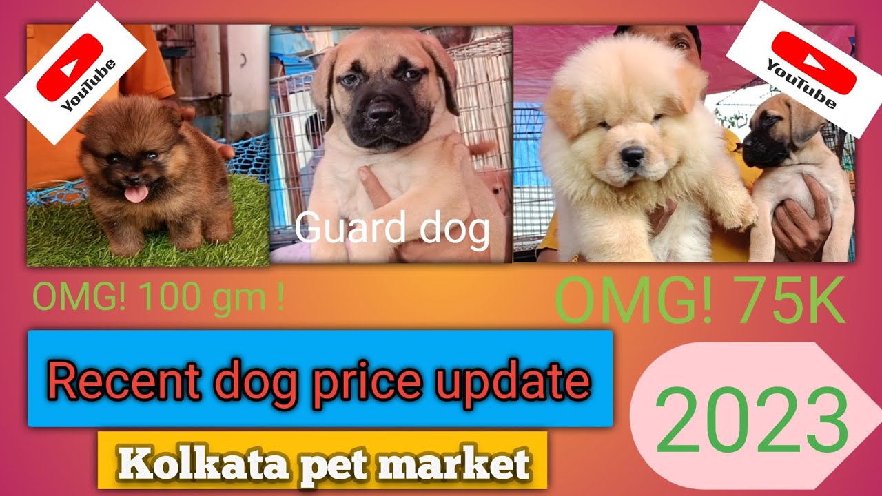 Recent high quality puppy price update # High quality dog price update # Kolkata pet market
