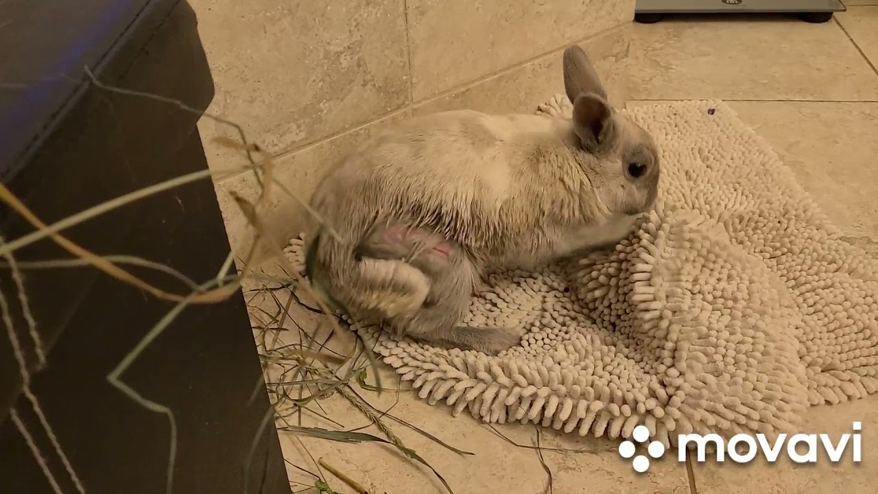 Линька у кролика . или как не допускать ошибки в желании облегчить это процесс.