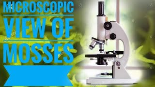 View of moss under the microscope🔬 & slide preparation