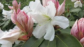 Rhododendron pěnišník