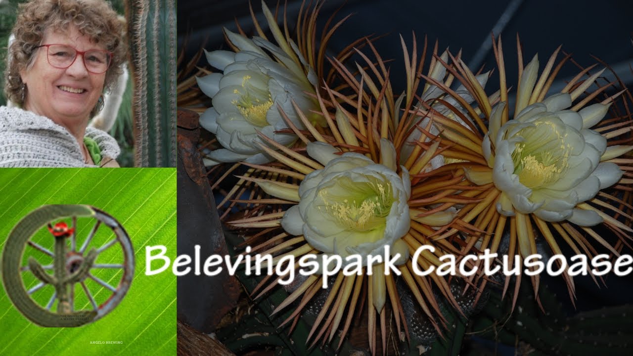 Bloei van de Koningin van de Nacht - YouTube