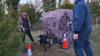 ROTTWEILER PERSONAL PROTECTION LESSON |BITE WORK|