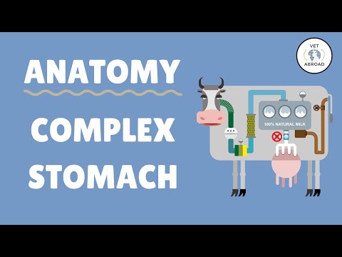Anatomy of the Ruminant Stomach Cow Goat Sheep