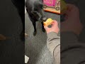 Shadow and Sharon like sharing lunch in the office. #officedog #labrador #blacklab #eatingapple