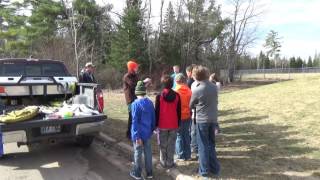 How to identify a Sugar Maple