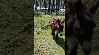 ¡No me ignores! El burro hipnotizado 🥕😂