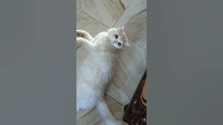 Watch the video about #cute #cutebaby #kitten #britishlonghair #shorts #video #reels #persian