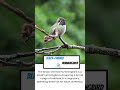 Black-chinned HummingbirdVisit prat 3