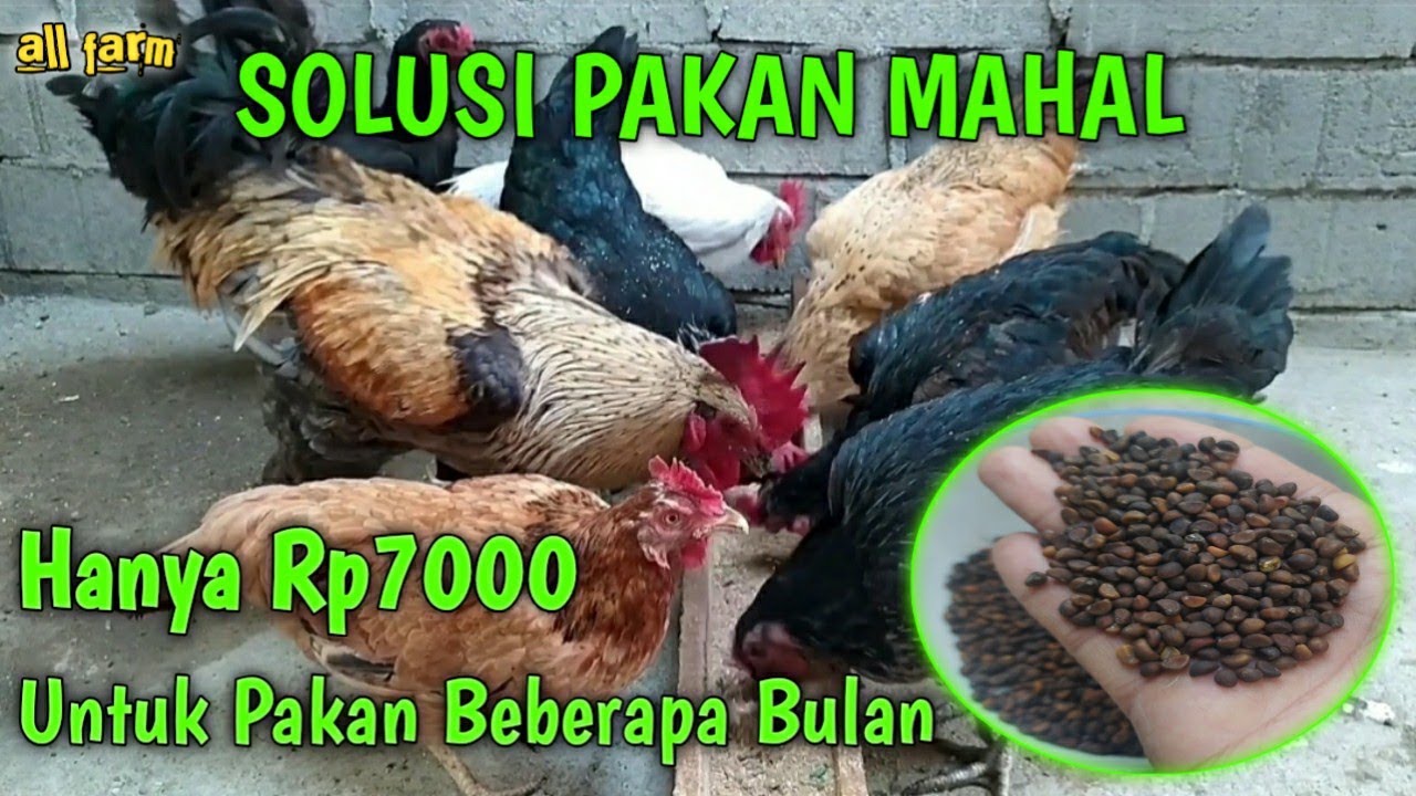 PEMULA WAJIB NONTON!! PAKAN AYAM MURAH AUTO UNTUNG