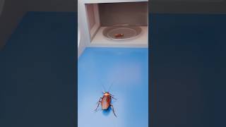 Famous Can a Cockroach survive Microwave? 🪳 Wealth