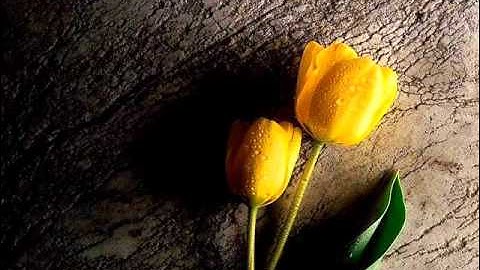 تلاوة رائعة جدا للشيخ ماهر المعيقلي اواخر القصص