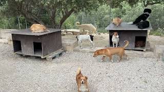 Update on Manos ❤️ Lacta ❤️ Dino ❤️ and Pirate ❤️ - Takis Shelter