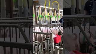 How to Detect Sow Heat for AI #epicfarm #pig #pigfeed #farming #animalcare #piggy