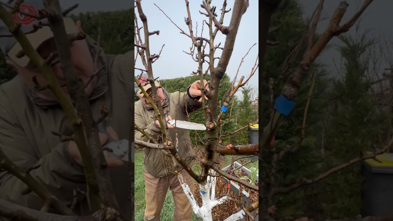 Правилна резитба на круша – кога и как да режем.