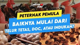 PETERNAK PEMULA MENDING MULAI DARI TELUR TETAS,DOC ATAU INDUKAN YA ?