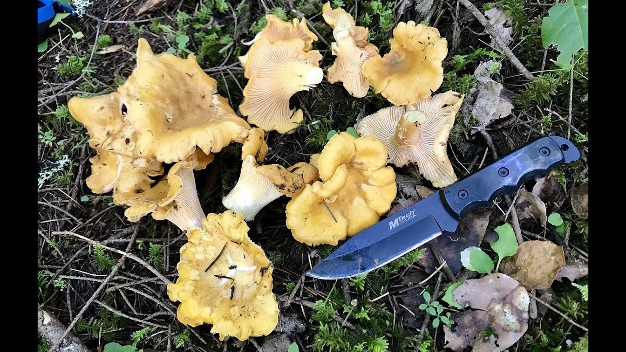 Chanterelle mushroom hunting WA YouTube