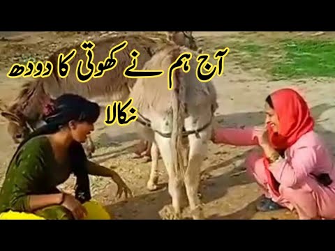Desi Girl Donkey Milk By hand And Riding ||Punjabi village life|| @nasreen village vlogs