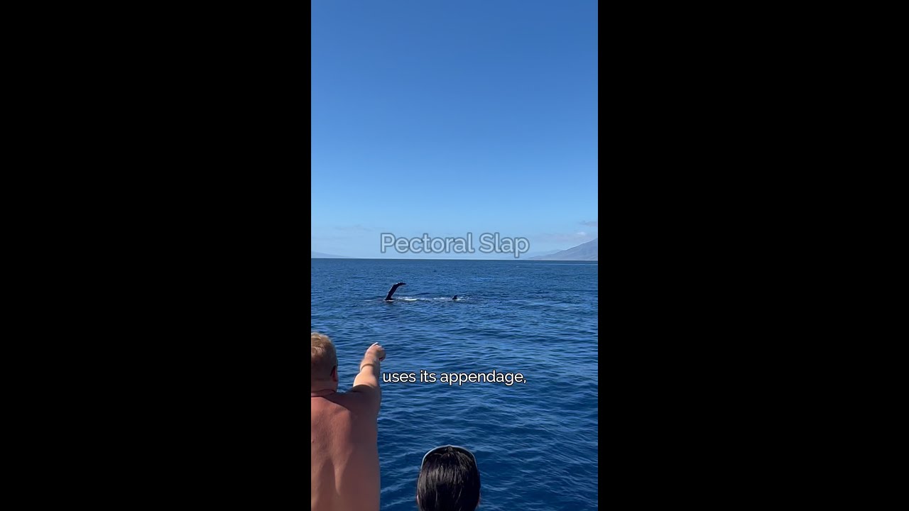 Humpback Whale Surface Activity Explained: Pectoral Slap