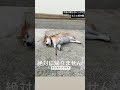 絶対に帰らなイッヌ2#Shorts