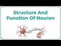 Structure And Function Of Neuron Animation 