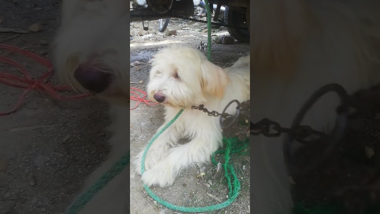 “Adorable Dog Moments 🐶✨ | Must Watch Reel ❤️”