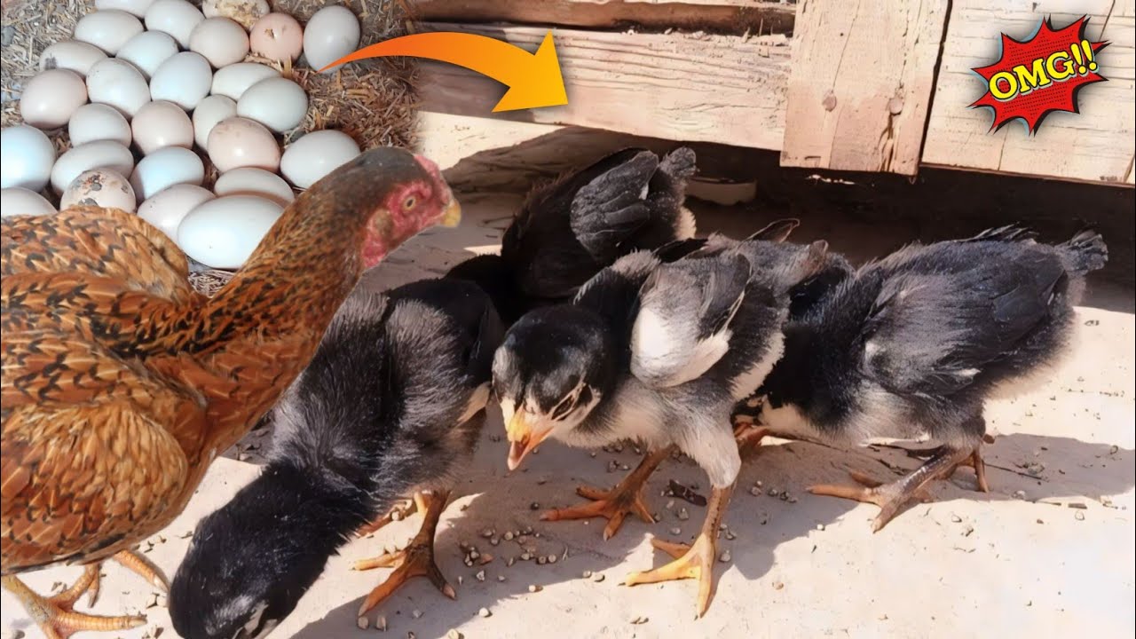 Exploring the natural chicken hatching|Hen harvesting eggs to beautiful baby Chicks|How to hatch egg