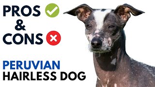 Peruvian Hairless Dog Pros and Cons | Peruvian Viringo Advantages and Disadvantages