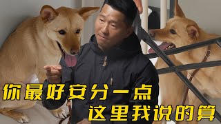 一條狗竟然模仿訓犬師，統治了主人和剩下的狗，規則就是弱肉強食
