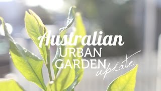 Australian Urban Garden Update December 2016