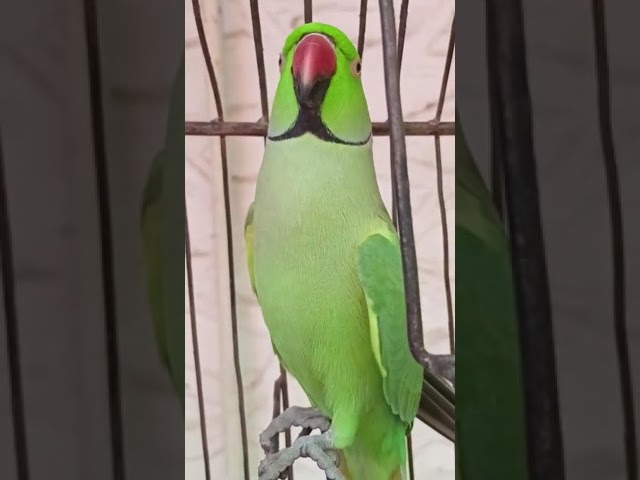 Παρακολούθηση My #Parrot #saying #Mian #Mithu στο YouTube Παρακολούθηση My #Parrot #saying #Mian #Mithu στο YouTube