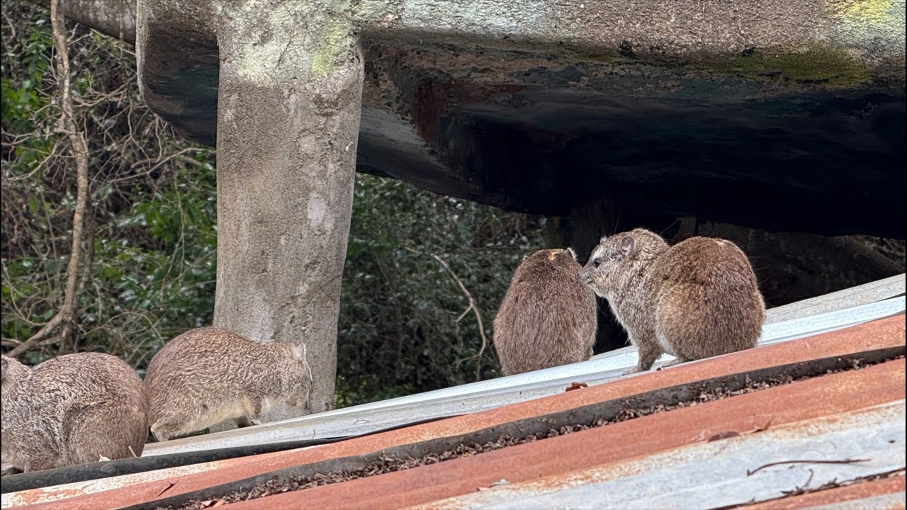 Squiggy's Hyrax Hut is live!