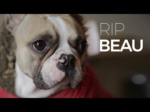 RIP Farewell Adorable Best Friend Beau, Missed But Never Forgotten.
