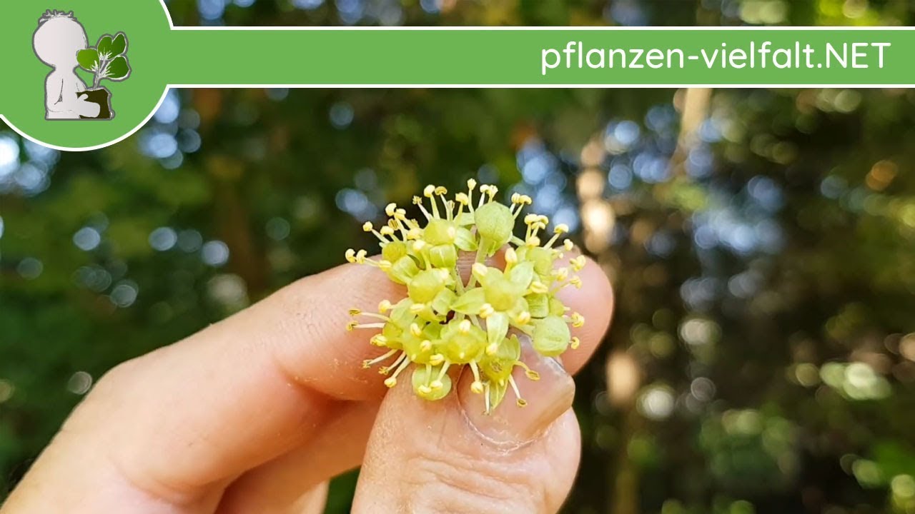 elefantenfuß 2m Elefantenfuß - Beaucarnea recurvata