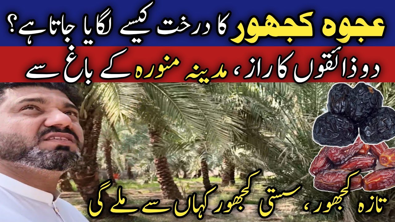 The Secret of Ajwa khajoor | Saudia dates price in Pakistan | Madina dates garden visit 2026
