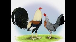 Updated 2020 Version, How To Build 4x4x4 Gamefowl Chicken Dome Pen Coop