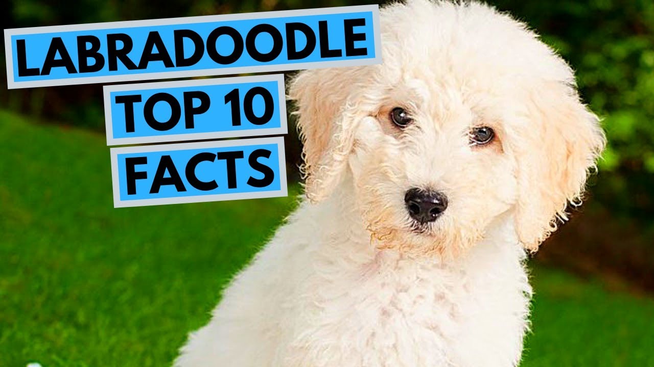 Labradoodle - TOP 10 Interesting Facts 