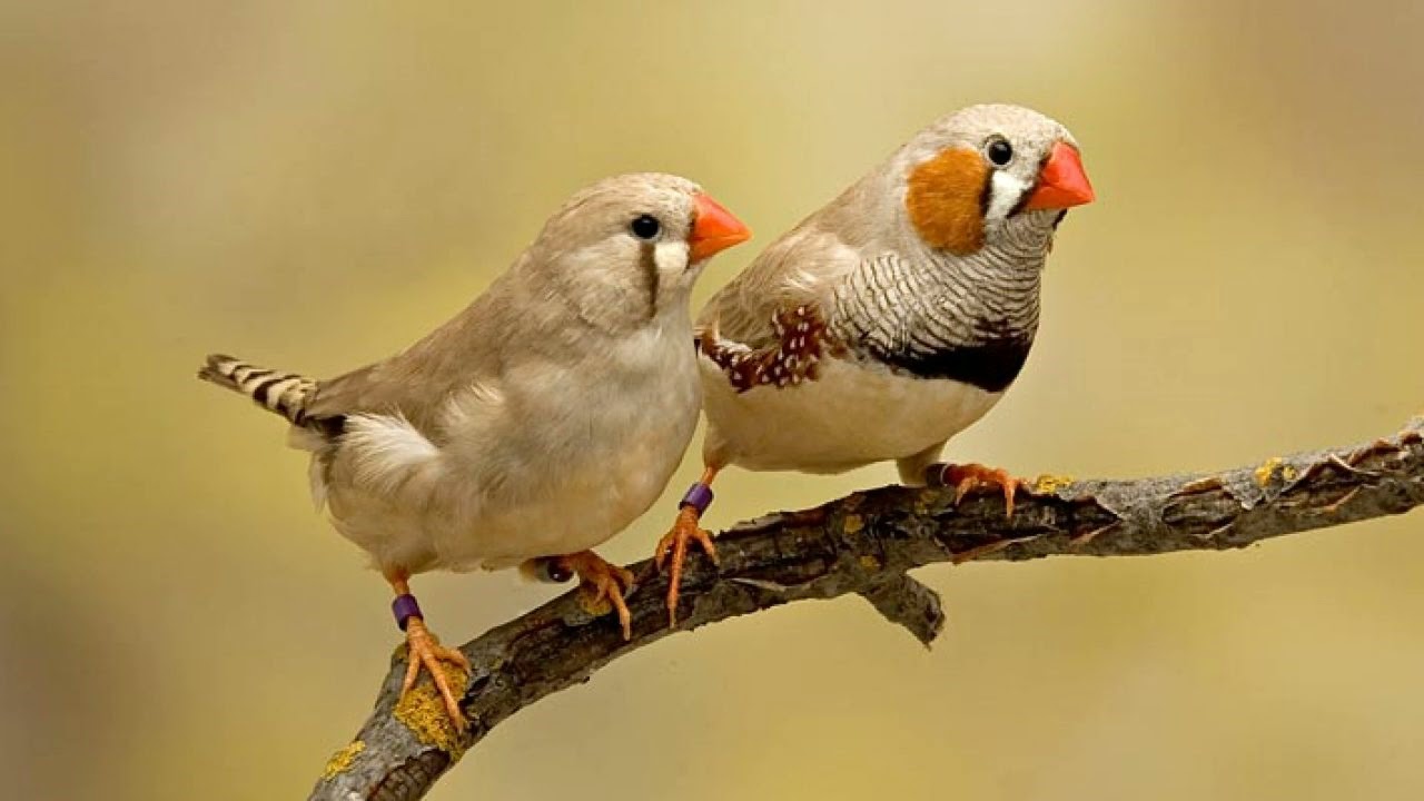 Suara Burung Pipit Zebra (Zebra Finch)