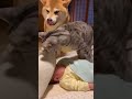 赤ちゃんのお世話をするﾈｯｺとｲｯﾇ、手慣れすぎて保育士免許確定不可避　#shorts
