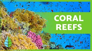What are CORAL REEFS? 🌿🐠 (Types, Formation and Importance)