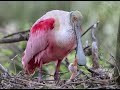 Aves Anidando, Alimentando y Cuidando de sus Polluelos: 37 Maravillosas Aves