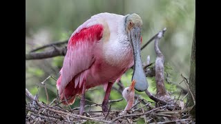 Aves Anidando, Alimentando y Cuidando de sus Polluelos: 37 Maravillosas Aves