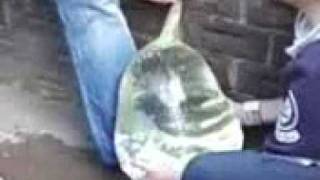 Condom Filled with 20Liter Water.