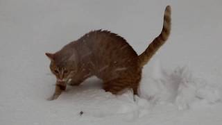 погода в одессе 16 01 2018 кот и снег погода в одессе 16 01 2018 кот и снег