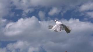 Ose Shalom - Altos