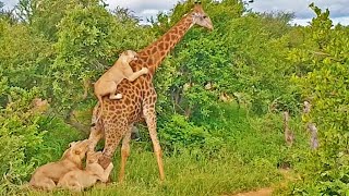 Epic Giraffe Gives Lions A Ride