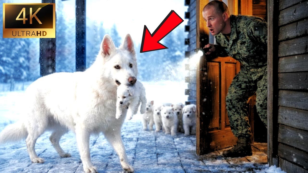 What Happens When German Shepherds Meet Elite Navy SEAL Training